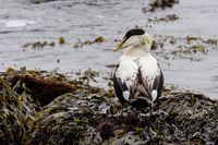 Naturfotografie Wildlifefotografie Helgoland 015