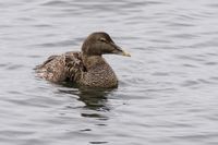 Naturfotografie Wildlifefotografie Helgoland 016