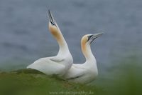 Wildlifefotografie Basstölpel Helgoland