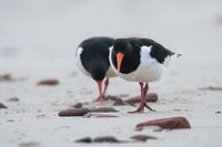 Wildlifefotografie Austernfischer Helgoland