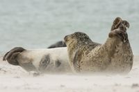 Wildlifefotografie Kegelrobben Helgoland