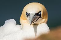 Wildlifefotografie Basstölpel Helgoland