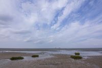 Wildlifefotografie Naturfotografie Nordsee Cuxhaven Olaf Kerber 008