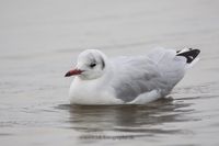 Wildlifefotografie Naturfotografie Nordsee Cuxhaven Olaf Kerber 009