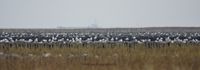 Wildlifefotografie Naturfotografie Nordsee Cuxhaven Olaf Kerber 012