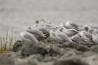 Wildlifefotografie Naturfotografie Nordsee Cuxhaven Olaf Kerber 014