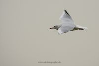 Wildlifefotografie Naturfotografie Nordsee Cuxhaven Olaf Kerber 015