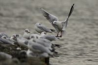 Wildlifefotografie Naturfotografie Nordsee Cuxhaven Olaf Kerber 016