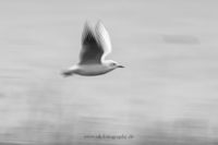 Wildlifefotografie Naturfotografie Nordsee Cuxhaven Olaf Kerber 018