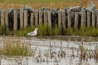 Wildlifefotografie Naturfotografie Nordsee Cuxhaven Olaf Kerber 020