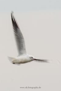 Wildlifefotografie Naturfotografie Nordsee Cuxhaven Olaf Kerber 026