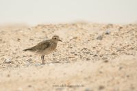 Wildlifefotografie Naturfotografie Helgoland D&uuml;ne Olaf Kerber 401