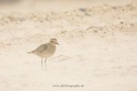 Wildlifefotografie Naturfotografie Helgoland D&uuml;ne Olaf Kerber 403