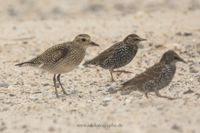 Wildlifefotografie Naturfotografie Helgoland D&uuml;ne Olaf Kerber 406