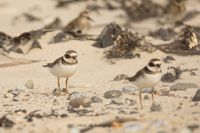 Wildlifefotografie Naturfotografie Helgoland D&uuml;ne Olaf Kerber 414