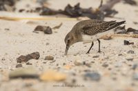 Wildlifefotografie Naturfotografie Helgoland D&uuml;ne Olaf Kerber 421