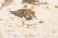 Wildlifefotografie Naturfotografie Helgoland D&uuml;ne Olaf Kerber 428