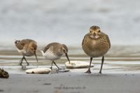 Wildlifefotografie Helgoland Düne