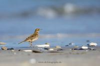 Wildlifefotografie Naturfotografie Helgoland D&uuml;ne Olaf Kerber 070