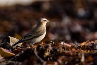 Wildlifefotografie Naturfotografie Helgoland D&uuml;ne Olaf Kerber 074