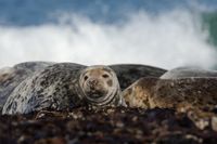 Wildlifefotografie Naturfotografie Helgoland D&uuml;ne Olaf Kerber 083