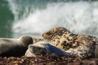 Wildlifefotografie Naturfotografie Helgoland D&uuml;ne Olaf Kerber 093