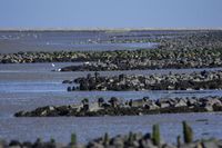 Wildlifefotografie Naturfotografie Nordsee Dorum Cappel Olaf Kerber 017