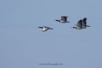 Wildlifefotografie Naturfotografie Nordsee Dorum Cappel Olaf Kerber 019