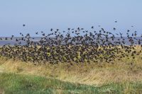 Wildlifefotografie Naturfotografie Nordsee Dorum Cappel Olaf Kerber 027