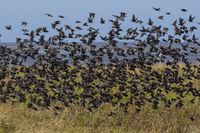 Wildlifefotografie Naturfotografie Nordsee Dorum Cappel Olaf Kerber 028