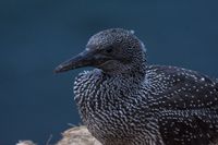 Wetterfotografie Naturfotografie Helgoland Sturm Olaf Kerber 019