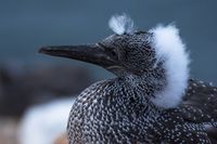 Wetterfotografie Naturfotografie Helgoland Sturm Olaf Kerber 020