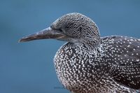 Wetterfotografie Naturfotografie Helgoland Sturm Olaf Kerber 021