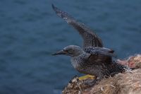 Wetterfotografie Naturfotografie Helgoland Sturm Olaf Kerber 023