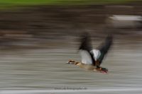 Mitzieher Flugaufnahme Nilgans