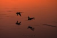 ICM Fotokunst Wischer Wildlife