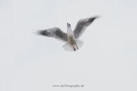 ICM Fotokunst Wischer Wildlife