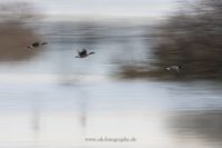 ICM Fotokunst Wischer Wildlife