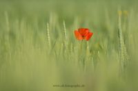 Makrofotografie Wildblumen Klatschmohn Lippeaue