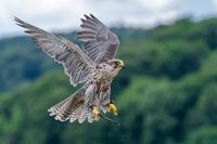 Adlerwarte Berlebeck Falke Greifvögel Olaf Kerber