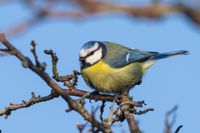 Naturfotografie Wildlifefotografie Blaumeise