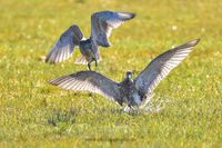 Wildlifefotografie Lippeaue Großer Brachvogel