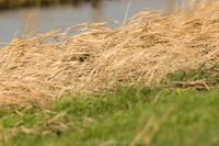 Sumpfohreule Wildlifefotografie Naturfotografie