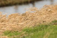 Naturfotografie Wildlifefotografie Tierfotografie Ochsenmoor Nikon 017