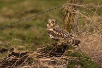 Naturfotografie Wildlifefotografie Tierfotografie Ochsenmoor Nikon 018