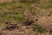 Naturfotografie Wildlifefotografie Tierfotografie Ochsenmoor Nikon 019