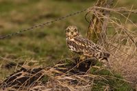 Sumpfohreule Wildlifefotografie Naturfotografie