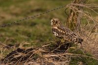 Naturfotografie Wildlifefotografie Tierfotografie Ochsenmoor Nikon 021