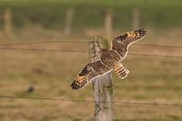 Naturfotografie Wildlifefotografie Tierfotografie Ochsenmoor Nikon 022