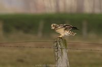 Naturfotografie Wildlifefotografie Tierfotografie Ochsenmoor Nikon 023